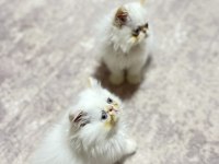 Oyuncu minisler