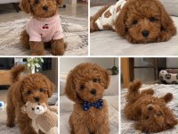Toy Poodle Irklar