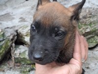 ÜST DÜZEY MALINOIS YAVRUM