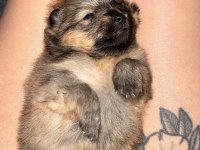 40 günlük bebek köpeklerimize yuva arıyoruz