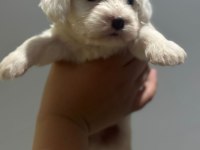 Maltipoo yavrularımız
