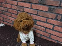 Safkan poodle yavrularımız