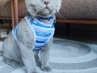 2 yaşında kısırlaştırılmış aşıları tam british shorthair