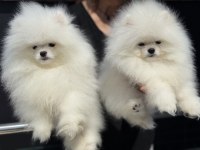 Petmode köpek çiftliğinden teddy pomeranian