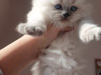 Blue point british shorthair rezerve ye açık