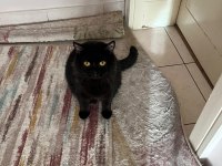 Sevimli 2 Yaşında Erkek British Shorthair