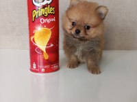 MİNİ BOY POMERANİAN