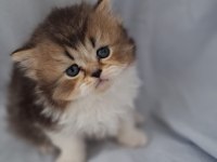 Çikolata golden british longhair yavrularımız