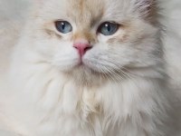 Bursa Golden Erkek By 11 33 Acil british longhair