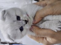 Scottish Fold Point