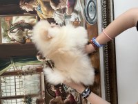 POMERANİAN BOO ERKEK KÖPEĞİMİZ