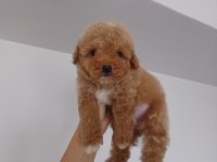 Teacup toy poodle