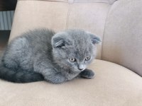 2 aylık scottish fold