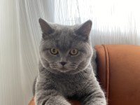 British shorthair erkek 7 aylık