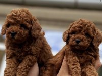 TOY POODLE YAVRULAR TESLİME HAZIR