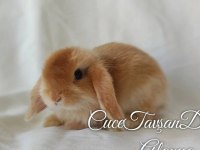 Cüce Lop Miniatur Lop Cüce Tavşan Çiftliği