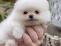 Mükemmel ayı surat pomeranian boo
