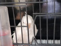 Yavru sultan papağanı albino