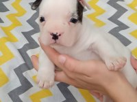 Kaliteli yavrular rezerveye açık french bulldog