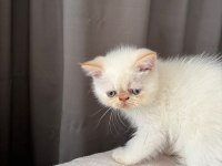 Show kalite ırk garantili exotic shorthair bebeğimiz