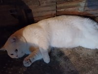 1 yaşında british shorthair