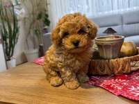 Kore Poodle Yavru