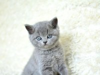 British longhair yavrularımız yeni yuvasını arıyor