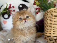 Golden ny 12 british longhair