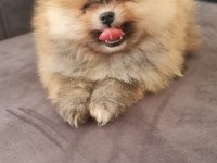 Pomeranian Tea Cup