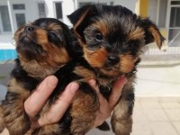 Yorkshire terrier