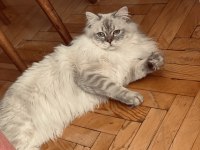 KEDİMİZE DİŞİ EŞ ARANIYOR