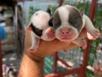 Köpeğimiz Sizi bekliyorlar