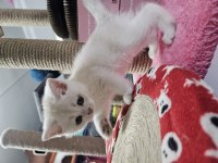 Veteriner kontrolünde teslim edilecek british shorthair