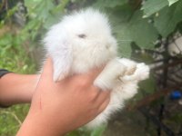 1 aylık hollanda lop tavşanı
