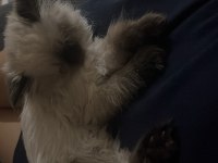 British Longhair Prensesim