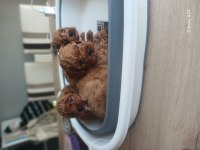 Toy poodle yavruları