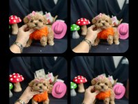 Maltipoo Bebekler Yeni Ailelerini Bekliyor