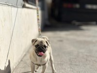 Pug Mops 55 - 65 günlük Erkek - Dişi Yavrular