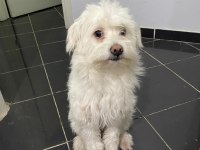2 yaşına az kaldı köpeğimiz
