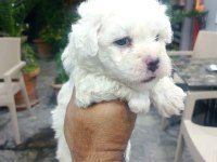 Maltipoo yavrular