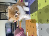 Pofuduk chinchilla bebekler ailesini arıyor