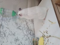 Dişi suriye hamster