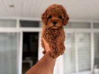 Mersin Toy Poodle Orjinal Yavrular