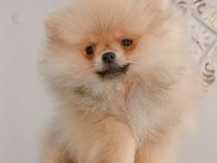 Pomeranian boo dişi yavru