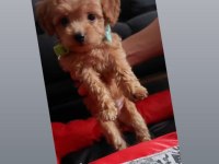 Dişi erkek pet eğitimli poodle yavrular