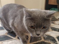British shorthair 2 yaşında