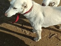 Çiftlik Ortamında Büyüyen Yavru Köpekler