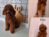 BİR AVUÇ MUTLULUK POODLE