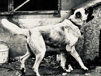 Dev Irk Anadolu Çoban Köpeği
