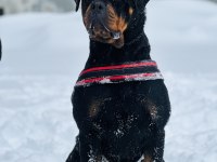 Grand Türkiye Şampiyonu Anne Babadan Star Rottweiler Yavru